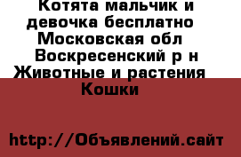 Котята мальчик и девочка бесплатно - Московская обл., Воскресенский р-н Животные и растения » Кошки   